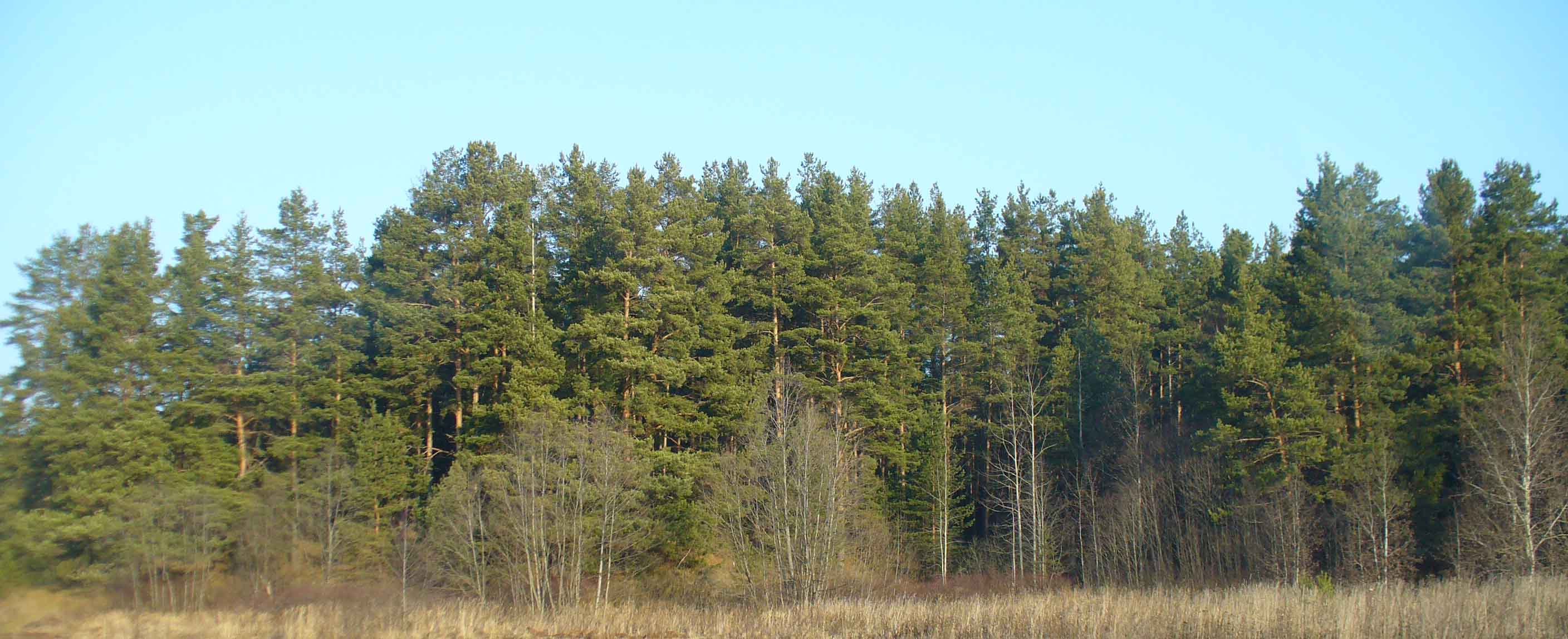 Снт лесополоса. Лес панорама. Панорама леса. Панорама соснового леса. Сосновый лес панорама.